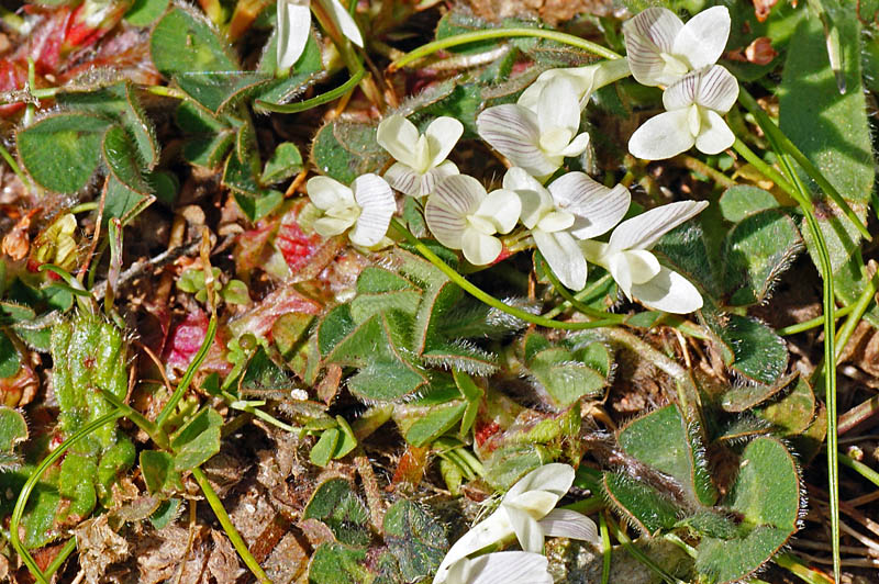 Trifolium subterraneum / Trifoglio sotterraneo